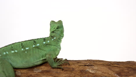 Green-Basilisk-jesus-lizard-perched-on-tree-branch-looks-out-into-distance---from-behind---isolated-on-white-background