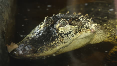 Amerikanischer-Alligator-Mit-Augen-Direkt-über-Der-Wasseroberfläche---Nahaufnahme-Im-Gesicht