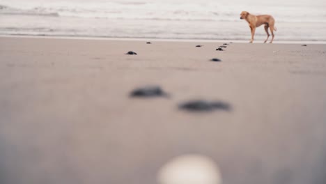 Dog-on-beach-looking-how-baby-turtles-crawl-towards-ocean,-changing-focus-field
