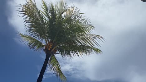 Waving-palm-tree-in-a-caribbean-breeze.