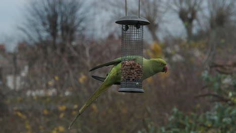 Parakeet-Eating-nuts-from-Bird-Feeder-in-London-Garden,-Invasive-Species
