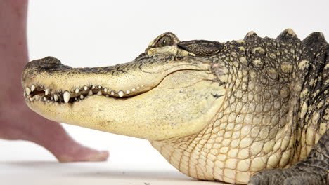 Animal-handler-calms-American-alligator-before-backing-away---close-up-on-face---isolated-on-white-background
