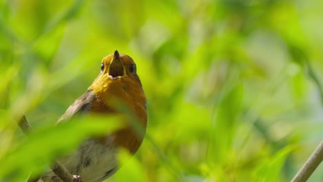 European-robin-chirping-hiding-through-tree-leaves,-closeup,-slow-motion,-day