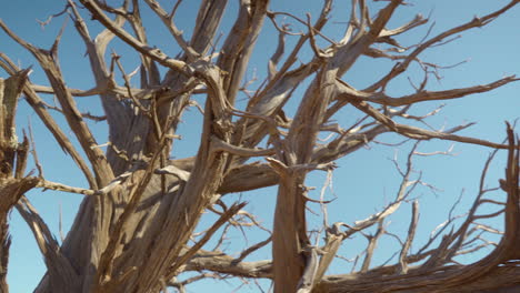 Filmische-Nahaufnahme-Eines-Wüstenbaums-In-Sedona,-Arizona