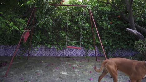 Boxer-calm-dog-walking-next-to-swing-in-the-yard-of-his-home