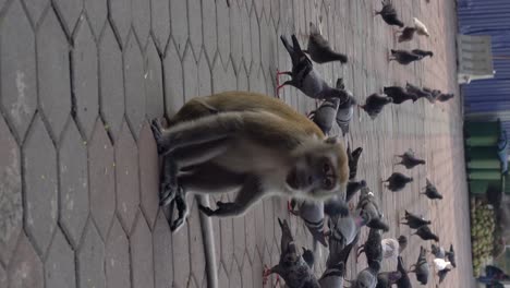 Vertical-video---A-Long-tailed-macaque-casually-approaches-a-flock-of-pigeons