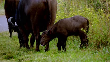 Afrikanisches-Büffelkalb-Kaut-Auf-Gras,-Bevor-Es-Sich-Hinter-Seinem-Elternteil-Kratzt-Und-Mit-Dem-Schwanz-Wedelt