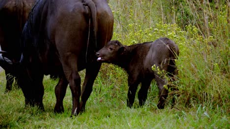 Hand-held-shot-of-brown-horned-cows-and-its-calf-eating-the-grass-and-itching