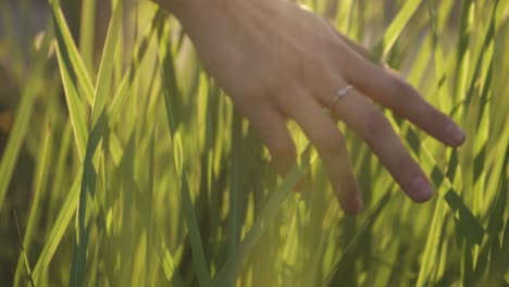 Girl-hand-through-green-grass-at-meadow-under-sunbeams-in-slow-motion