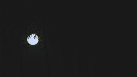 Der-Mond-Geht-Nachts-Durch-Einen-Bambuswald-Auf