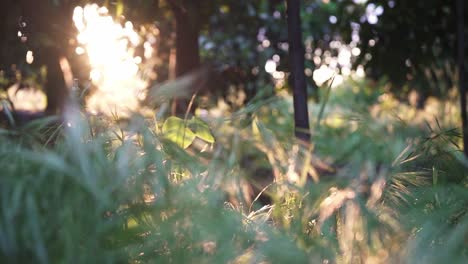 Green-and-bright-garden-with-many-plants-and-flowers-at-sunrise-and-sunset-in-slow-motion