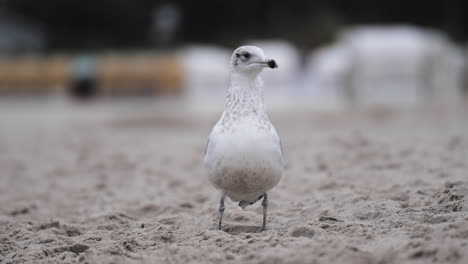 Slow-motion-relaxed-seagull-on-the-sand