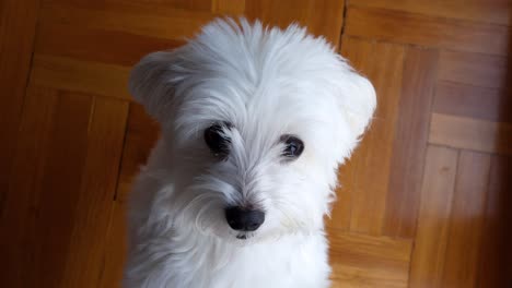 The-Maltese-climbed-on-the-feet-of-the-owner-and-listens-to-his-story