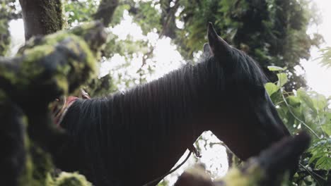 Black-horse-eating-foliage-in-deep-forest-of-Guatemala,-side-handheld-view