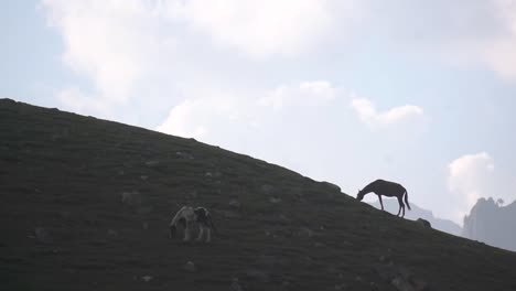 Caballos-Pastando-En-Las-Montañas-Del-Valle-De-Cachemira,-India