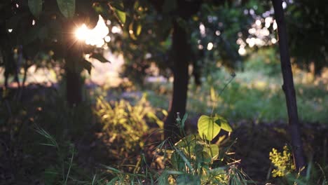 Grüner-Und-Heller-Garten-Mit-Vielen-Pflanzen-Und-Blumen-Bei-Sonnenaufgang-Und-Sonnenuntergang-In-Zeitlupe