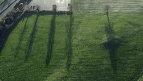 Aerial-dolly-of-winter-trees-casting-long-shadows-in-green-pasture