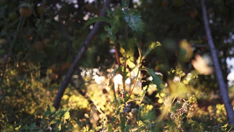 Green-and-bright-garden-with-many-plants-and-flowers-at-sunrise-and-sunset-in-slow-motion