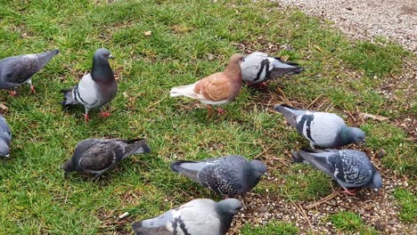 Pigeons-have-lunch-in-the-city-park