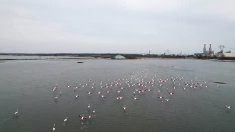 Aerial-of-Flamingo-flock-landing-on-a-salt-lake-lagoon,-conservation