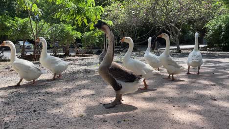 Flock-of-geese-walking-together.-Domestic-birds