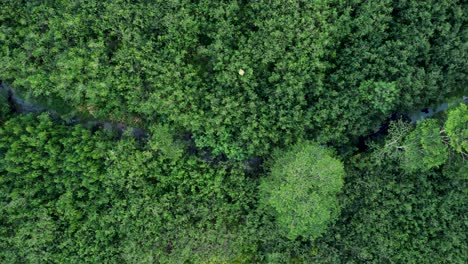 Aerial-top-down-view-river-in-tropical-jungle-green-rainforest