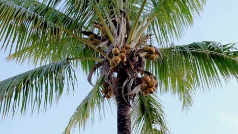 Coconut-palm-tree-loaded-with-clusters-of-fresh-coconuts,-slim-and-smooth-trunk,-and-crown-of-leaves-on-a-tropical-island-destination