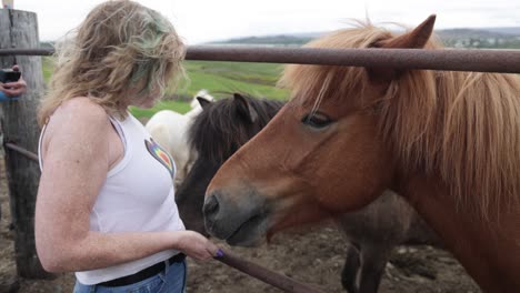Woman-feeding-brown-Icelandic-horse-at-ranch-in-Iceland