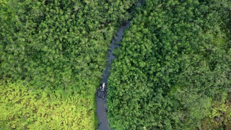 Aerial-top-down-view-river-in-tropical-jungle-green-rainforest