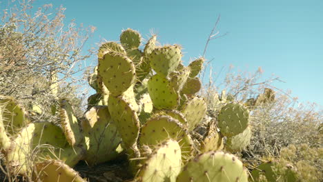 Hermoso-Gran-Arbusto-De-Cactus-De-Pera-Espinosa-En-El-Desierto-De-Sedona