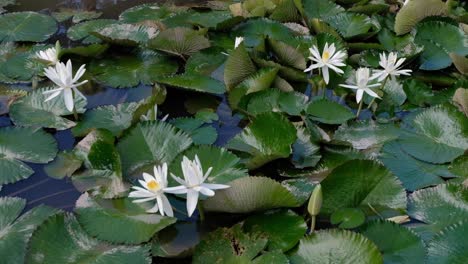 Water-lilies-lily-pads-with-beautiful-white-flowers-floating-and-covering-water-surface-of-aquatic-fish-ponds-in-tropical-climate