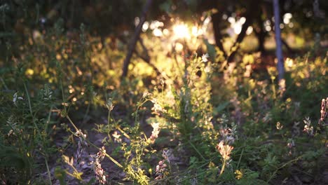Grüner-Und-Heller-Garten-Mit-Vielen-Pflanzen-Und-Blumen-Bei-Sonnenaufgang-Und-Sonnenuntergang-In-Zeitlupe
