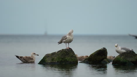 Seaside-bird-on-a-rock-over-the-water