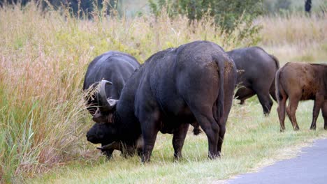 Horned-Buffalo-herd-stands-next-to-road-long-grass-pushing-each-other-walk-away