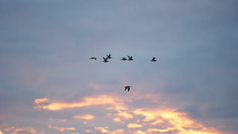 The-Long-billed-Curlew-birds-flying-away-in-a-flock