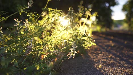Classic-Spanish,-green-and-bright-garden-with-many-plants-and-flowers-at-sunrise-and-sunset-in-slow-motion