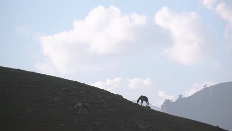 Caballos-Pastando-En-Las-Montañas-Del-Valle-De-Cachemira,-India