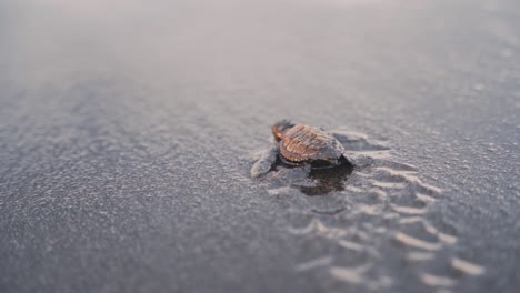 Baby-turtle-resting-and-going-for-ocean-water,-back-handheld-view