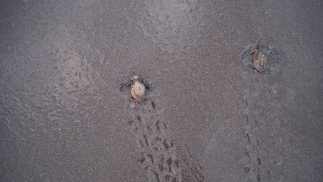 Two-baby-turtles-taken-by-ocean-wave-while-crawl-on-sandy-beach,-top-down