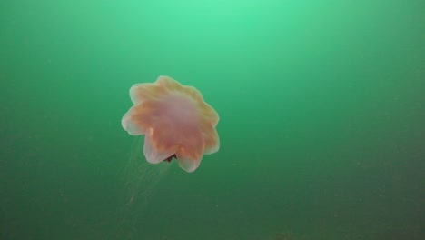 Lion's-mane-Jellyfish-graciously-swimming-in-the-water-column