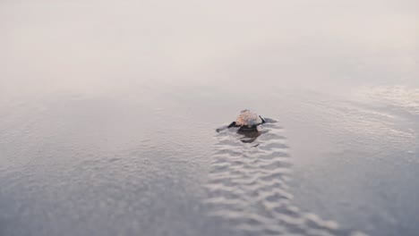 Newborn-turtle-leaving-crawl-tracks-on-wet-sand-near-ocean-water,-back-view