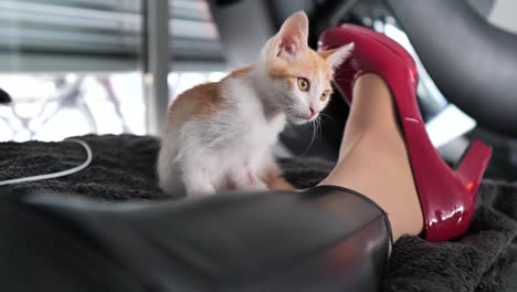 Eine-Kleine-Orange-weiße-Niedliche-Katze-Sitzt-Mit-Einer-Frau-In-Rot-Schimmernden-Hochhackigen-Stilettos