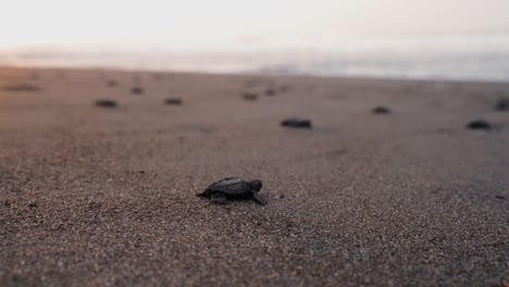 Endless-number-of-newborn-turtles-crawl-toward-bright-ocean-water,-cinematic-view