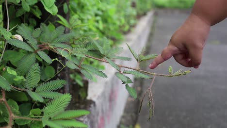 Finger-Des-Kindes-Berührt-Empfindliche-Pflanze,-Mimose
