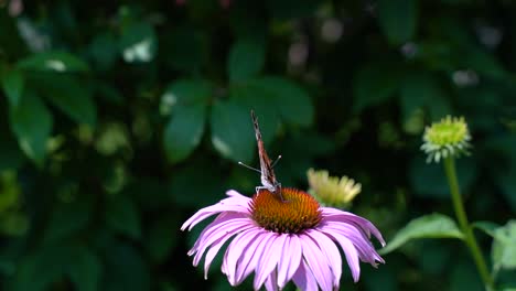 Monarchfalter-Mit-Gebrochenen-Flügeln,-Der-Pollen-Von-Einer-Blume-Im-Garten-Erntet