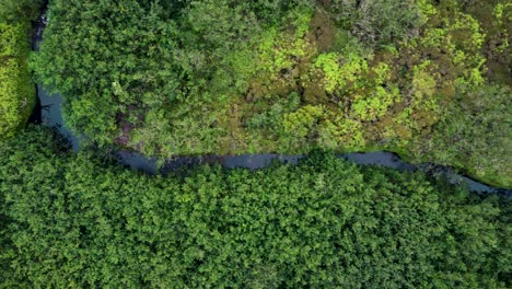 Luftbild-Von-Oben-Nach-Unten-Fluss-Im-Tropischen-Dschungel-Grüner-Regenwald