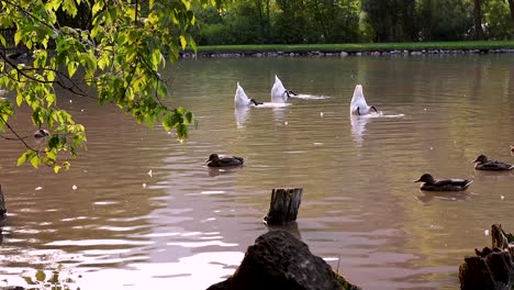 Una-Familia-De-Cisnes-Sumergiendo-Sus-Cabezas-En-Un-Lago-Con-Patos-Nadando-Cerca