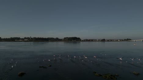 Flock-of-flamingos-taking-off-from-the-aveiro-estuary,-Portugal