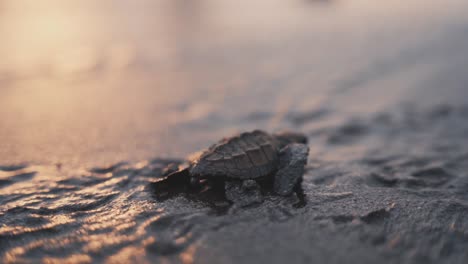 Baby-turtle-struggling-to-reach-ocean,-cinematic-close-up-view