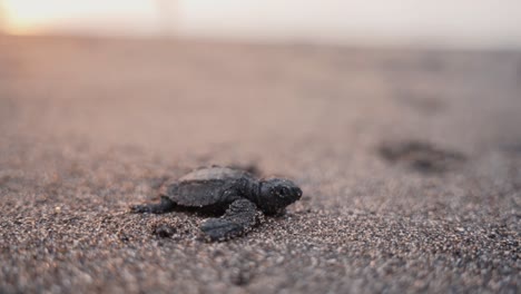 Baby-turtle-struggling-on-sandy-coastline-to-reach-sea-water,-close-up-view